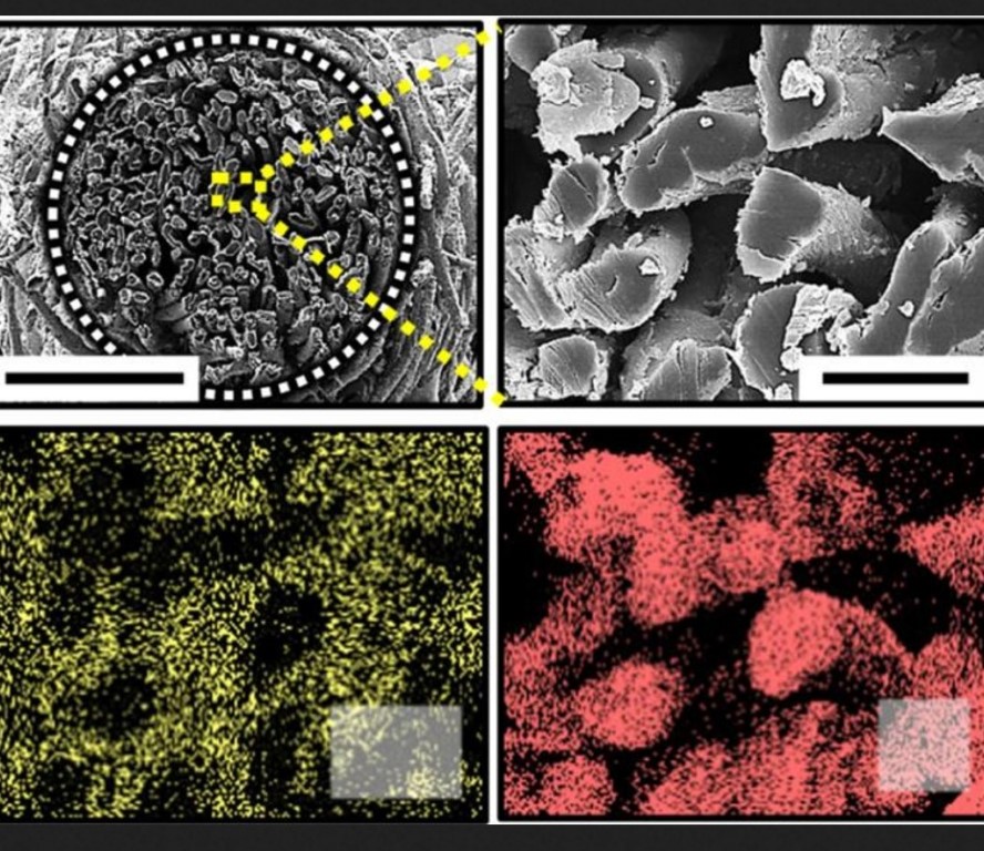 batteri ed alghe gasolio barca visti al microscopio